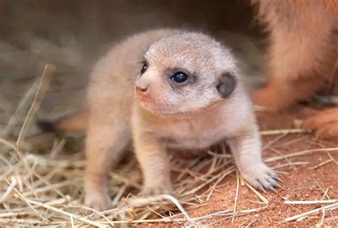 Miami Zoo Shares Baby Meerkat Photos And People Can't Handle The Cuteness