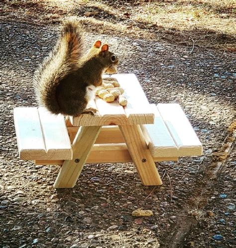 Squirrel Picnic Table Feeder - Etsy