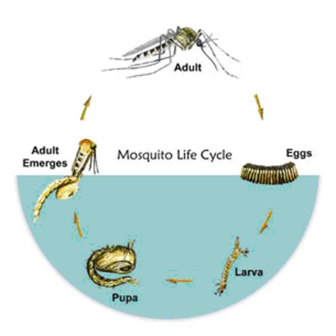 Life Cycle Of Mosquitoes