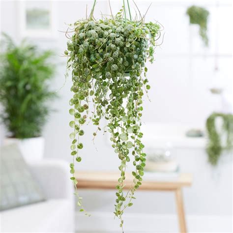 5 Best Indoor Hanging Plants that Require Low light + Care Guide