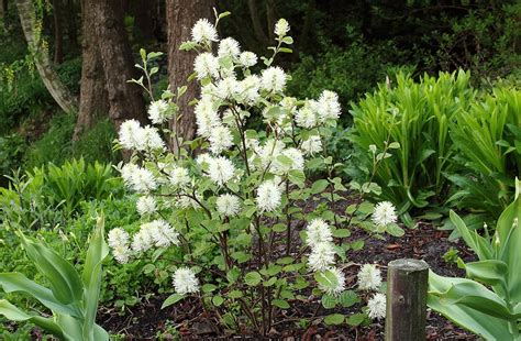 Photo #77401 | Fothergilla x intermedia 'Mount Airy' | plant lust