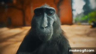 MOONLIGHT 🌕| The BEST Monkey RIZZ Edit You'll EVER See (4K) on Make a GIF