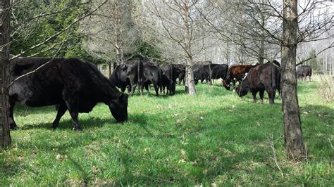 Farming for Nature: How mimicking natural processes can feed our planet ...