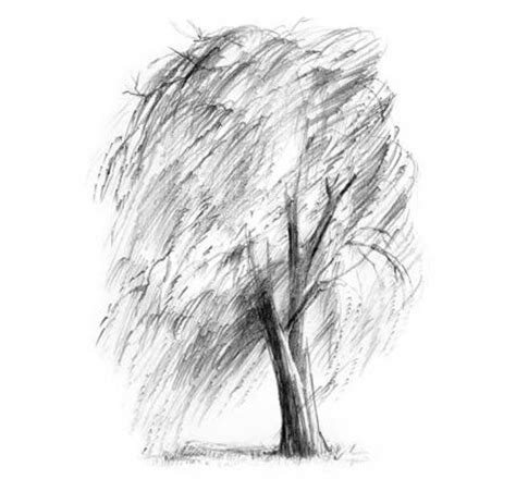 How to draw a willow tree with a pencil by ImagiDraw on DeviantArt