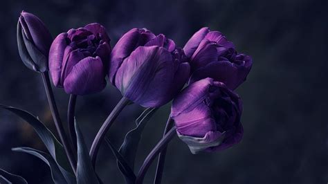 Details of Purple Tulip Flower Tulip Tulips Particular Special Beautyfu