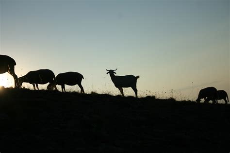 Sierra Nevada Mountain Goats - Free photo on Pixabay - Pixabay