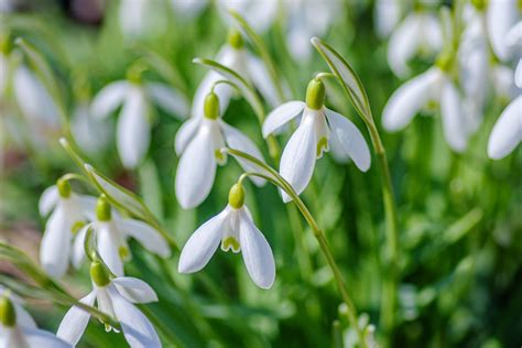 19 Snowdrops Flower Facts - Facts.net