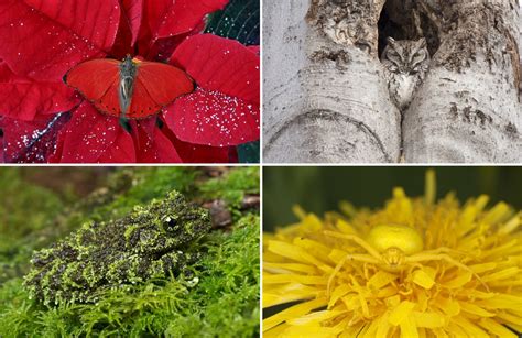 20+ Camouflage Animals That You Have to See to Believe