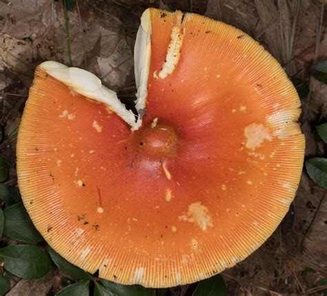 Amanita caesarea (American Caesar’s mushroom)