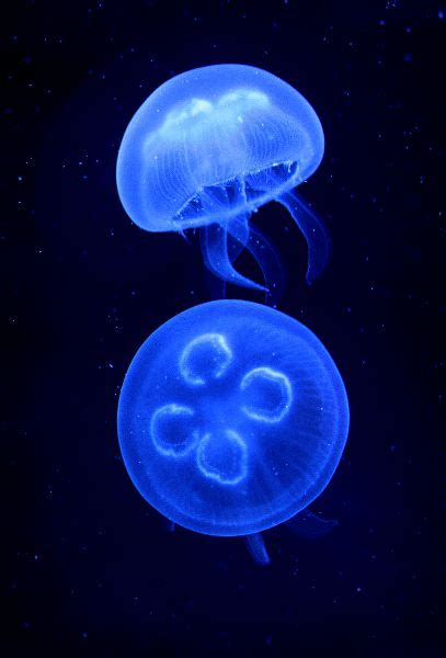 Moon Jellyfish