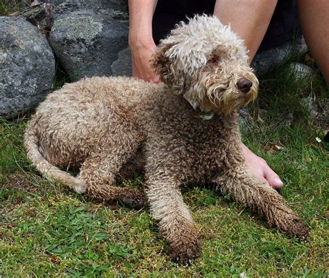 The Walks Guide to Italian Truffles | Blog | Walks of Italy