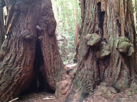 Amy Brown Science: Muir Woods National Monument: The Coast Redwood Trees