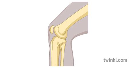 Hinge Joint Knee Bone Diagram Science Secondary - Twinkl