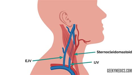 Jugular Venous Pressure (JVP) | Measurement | Waveforms | Geeky Medics