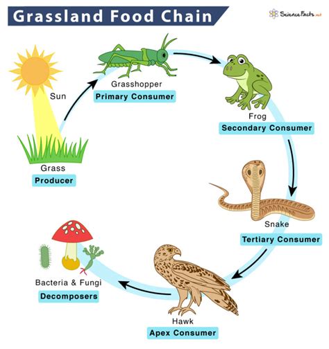 Grassland Food Chain - Examples and Diagram