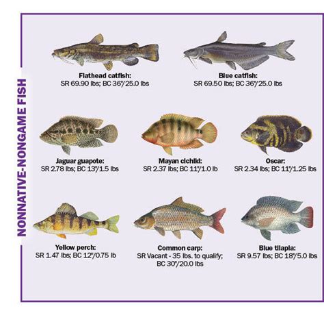 Types Of Freshwater Fish