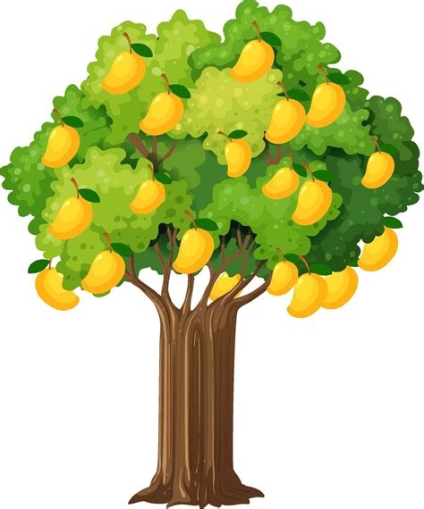 Yellow mango tree isolated on white background 2070066 Vector Art at ...