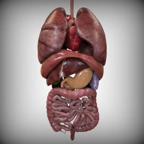 Anatomy Of The Back Internal Organs - Male Torso with Muscles and ...