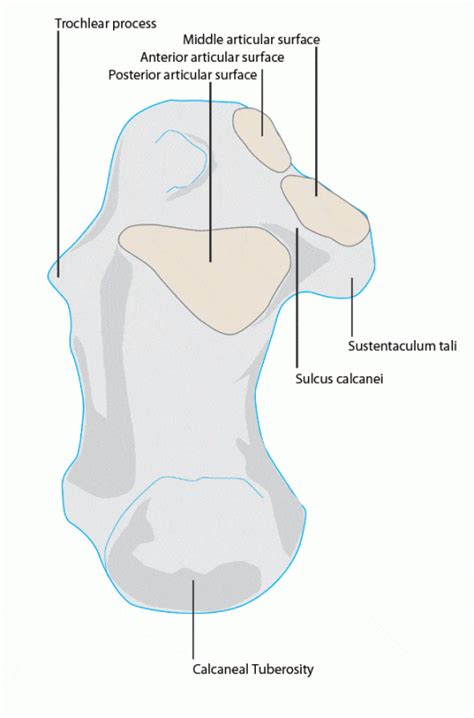 Calcaneus Anatomy - Docpods Australia