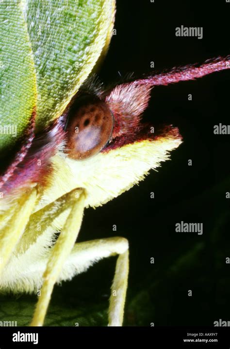 Brimstone butterfly, female Stock Photo - Alamy