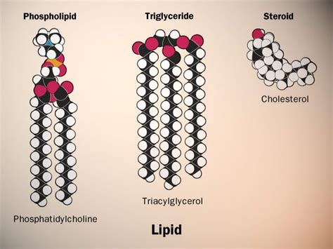 Biology Lipids | Biologia molecolare, Biochimica, Lezioni di scienze