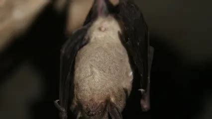 Gray Bat | Oklahoma Department of Wildlife Conservation