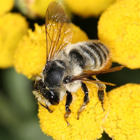 fuzzy black and white bee - Megachile - BugGuide.Net