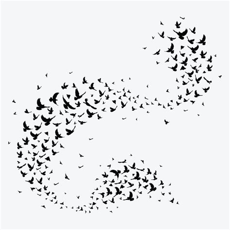 Bird Flight Patterns and Music - Video Concert and Teachers Guide for ...