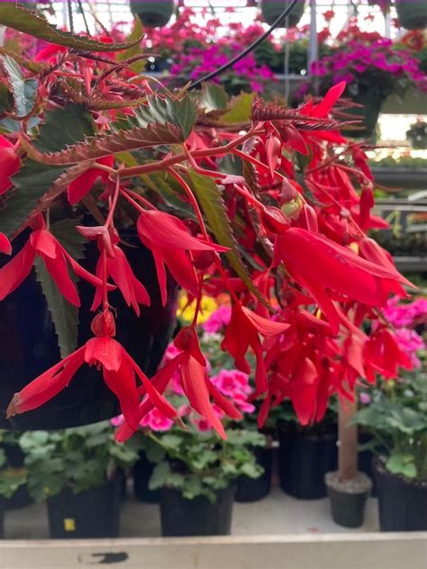 Begonia Boliviensis, Waterfall Encanto Pink - Hanging Basket