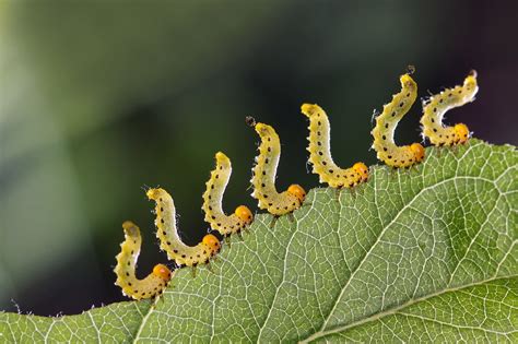 Different Species of Caterpillars Found in Minnesota – Nature Blog Network