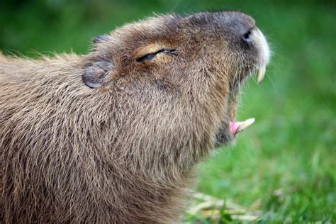 The Capybara Teeth