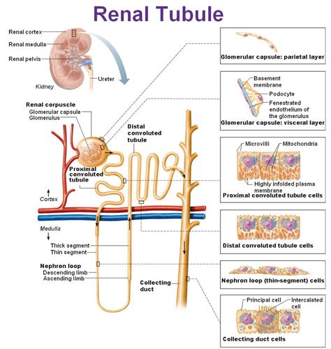 The Urinary System: Kidneys | Human anatomy and physiology, Renal ...