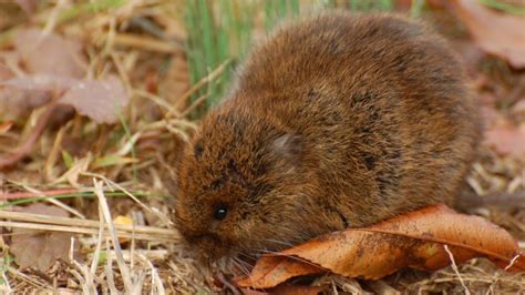 A lumpy lawn after the snow melts could mean you've got voles | CBC News