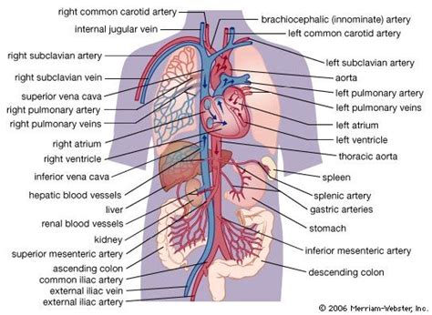 Anatomy and the function of the circulatory system | Britannica