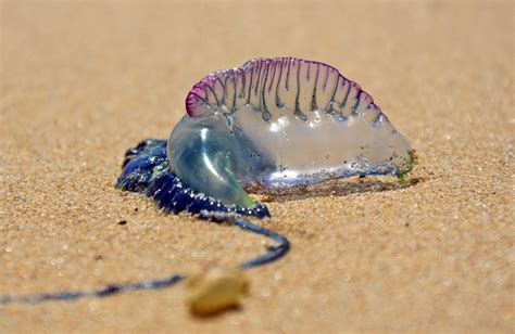 Giant Man Of War Jellyfish