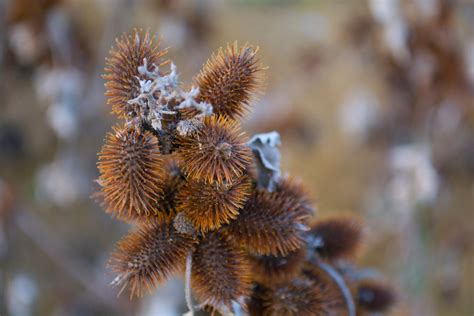 Controlling Cocklebur Weeds: Learn How To Kill Cocklebur Plants