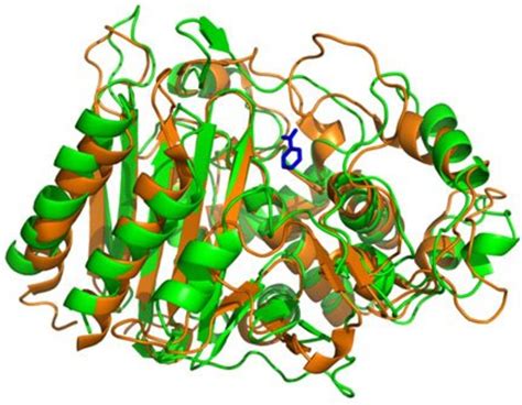 Enzymes Structure