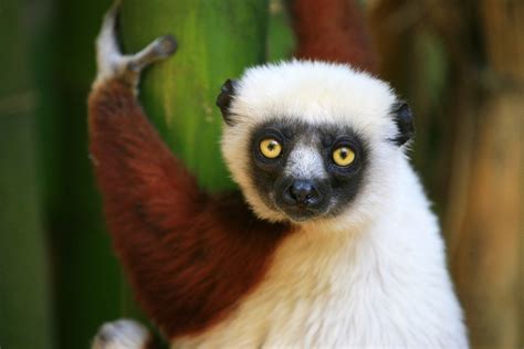 Lemurs of Madagascar | Wexas Travel