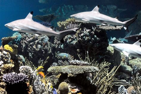 Blacktip Reef Shark – "OCEAN TREASURES" Memorial Library