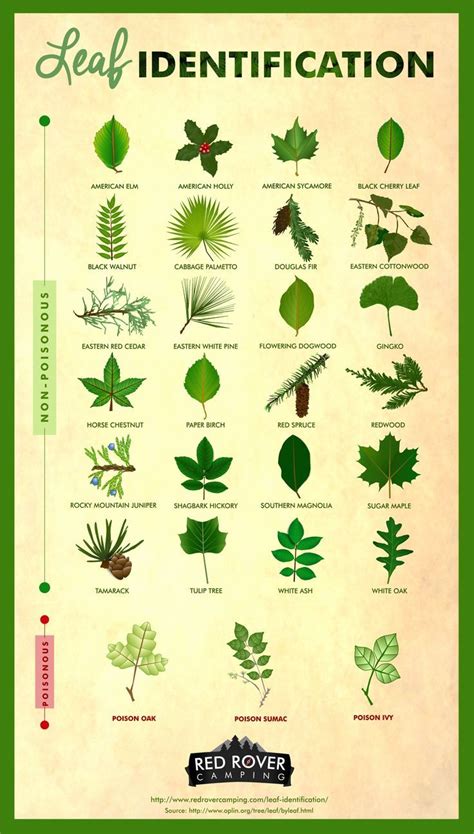 Do You Know How to Identify These 27 Leaves? | Leaf identification ...