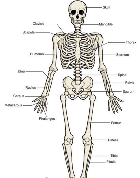 Skeletal system | Quizizz