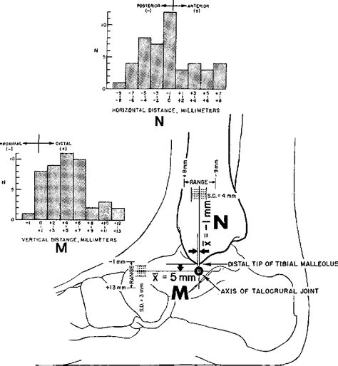 Figure 1 from Anthropometric studies of the human foot and ankle ...