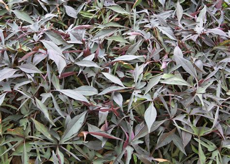 Ornamental sweet potato vines make carpet of color | Mississippi State ...