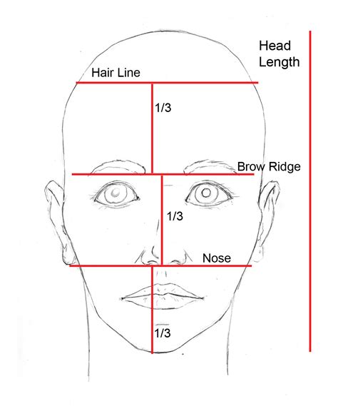 Face proportions | Face proportions, Face drawing, Drawings