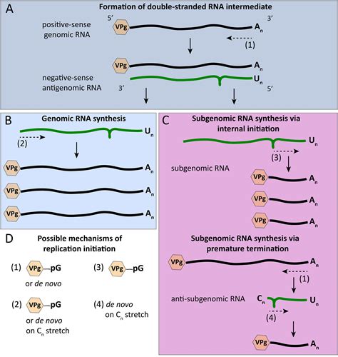 Rna Polymerase Vs Dna Polymerase