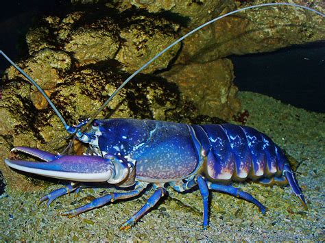 Hlap (Homarus gammarus) - Priroda Hrvatske