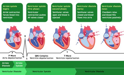 Cardiac Cycle Atrial Systole