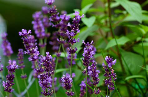 English Lavender Plants: Landscaping Uses, Care