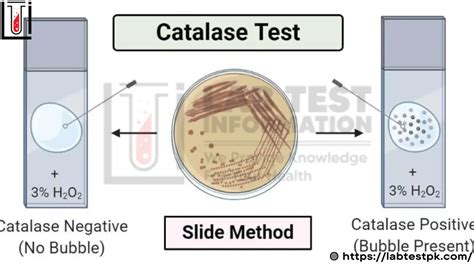 Catalase Test