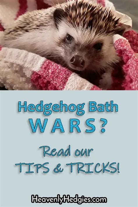 Hedgehog Bath Time Tips & Tricks - Heavenly Hedgies